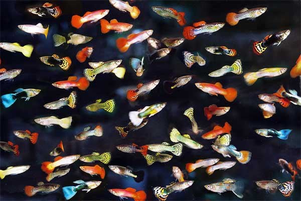 Guppy’s, Dieren en Toebehoren, Overige soorten