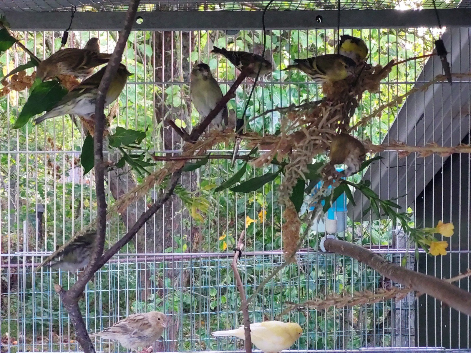 Canaries