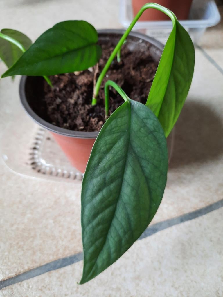 Epipremnum cebu blue, Huis en Inrichting, Kamerplanten, Ophalen, Overige soorten, Halfschaduw, In pot