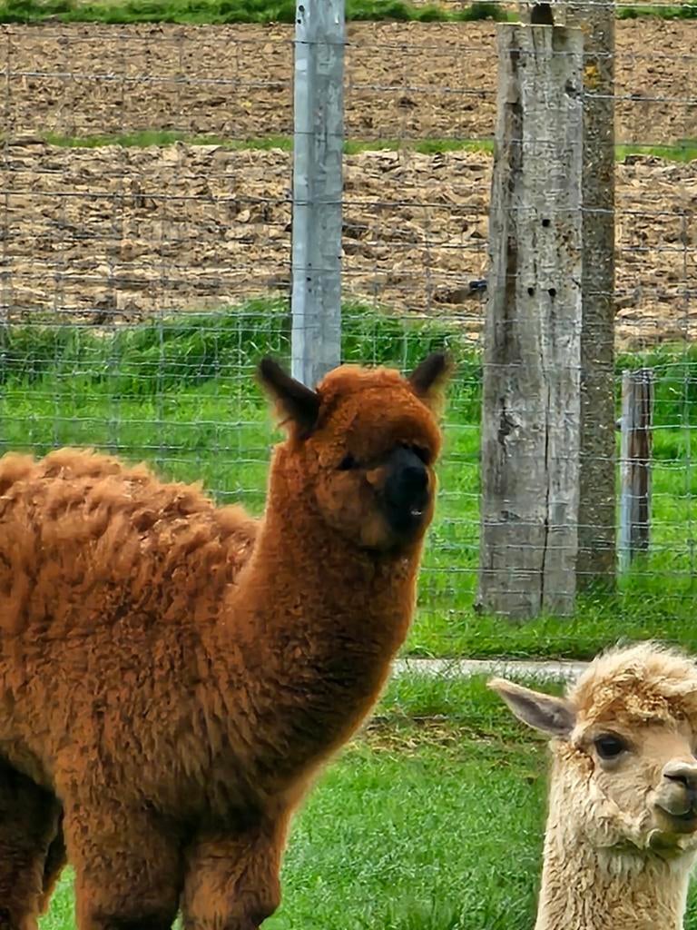 Alpaca merrie van vorig jaar, Dieren en Toebehoren, Mei, Vrouwelijk