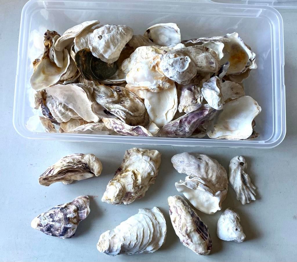Lot Crassostrea oesterschelpen, Ophalen of Verzenden, Schelp(en)
