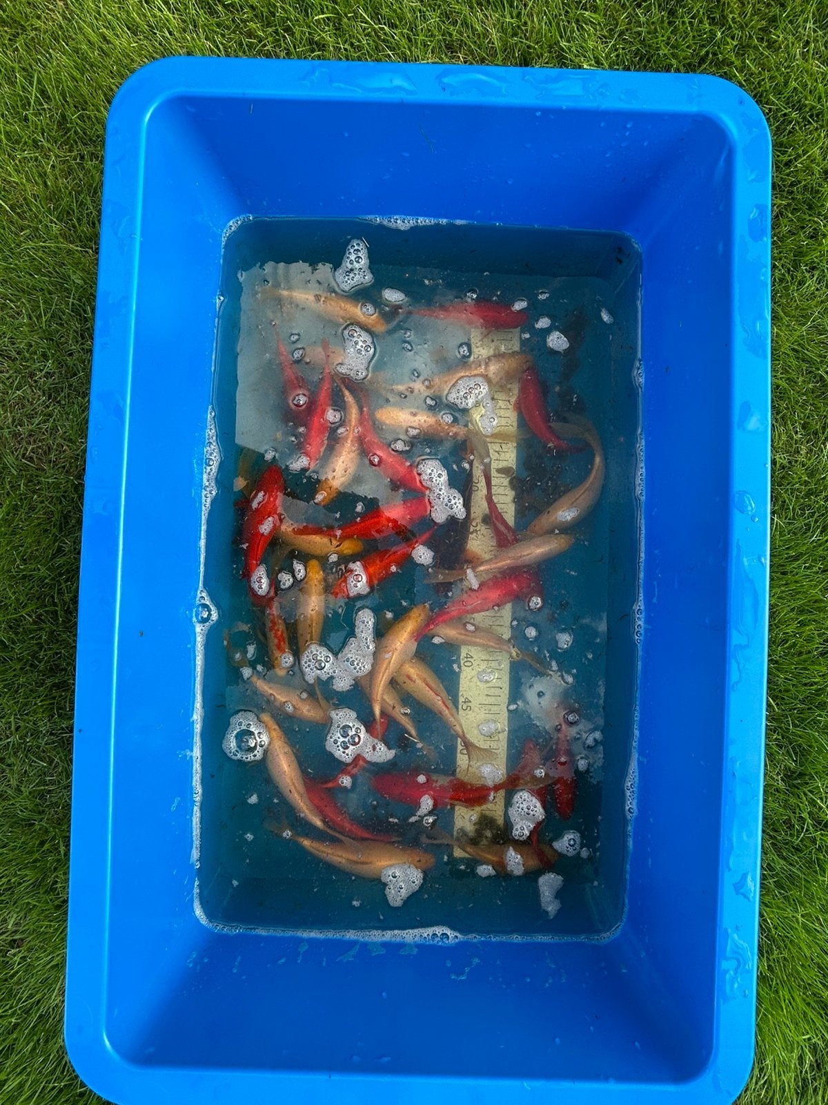 Goudvissen oranje/rood, Dieren en Toebehoren, Goudvis(sen)