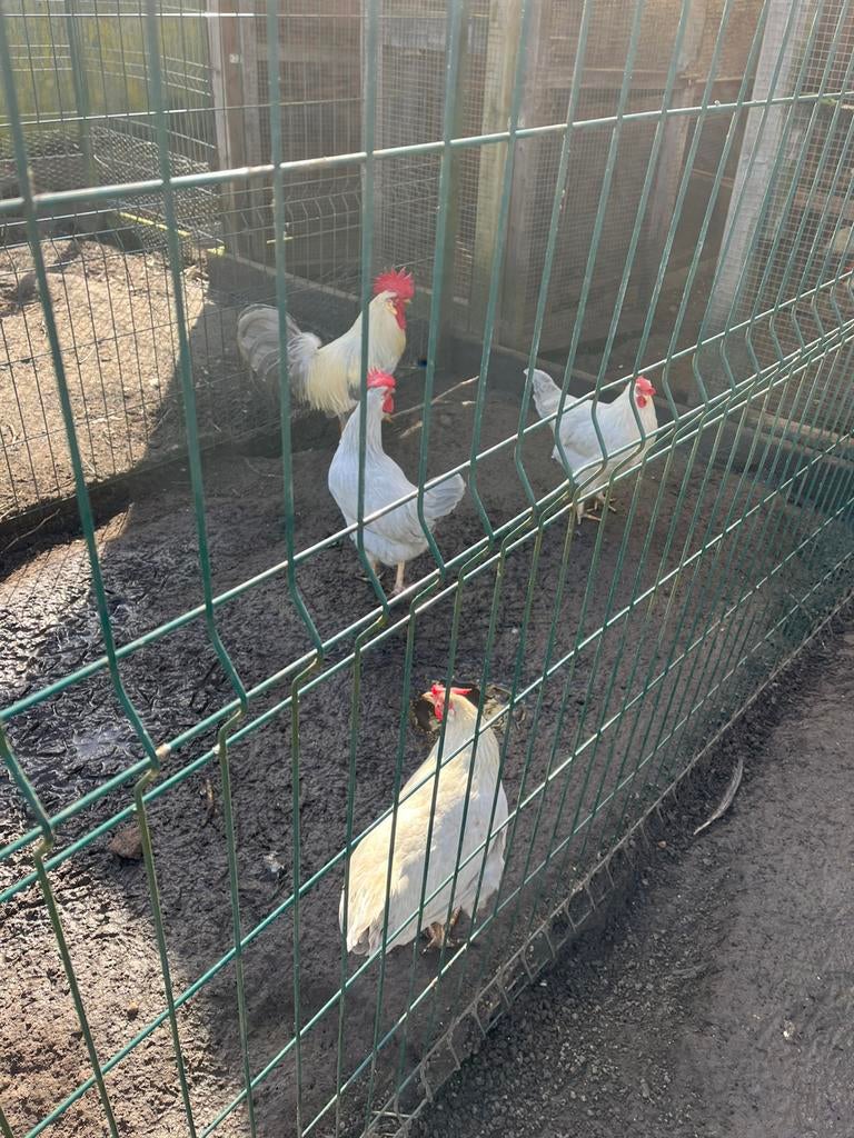 Broedeieren leghorn isabelpatrijs, Dieren en Toebehoren, Kip