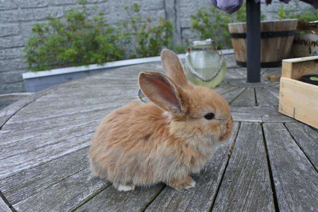 franse hangoren, Dieren en Toebehoren, Konijnen, Groot, Meerdere dieren, 0 tot 2 jaar