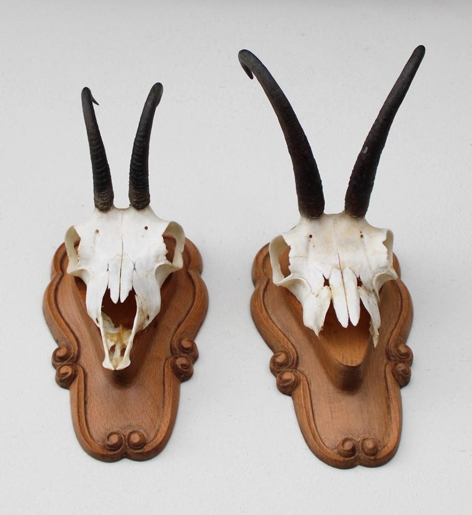 2 x GEMS hoorns / gewei op fraai bewerkt schild (GEWEI), Verzamelen, Dierenverzamelingen, Ophalen of Verzenden, Gebruikt, Wild dier