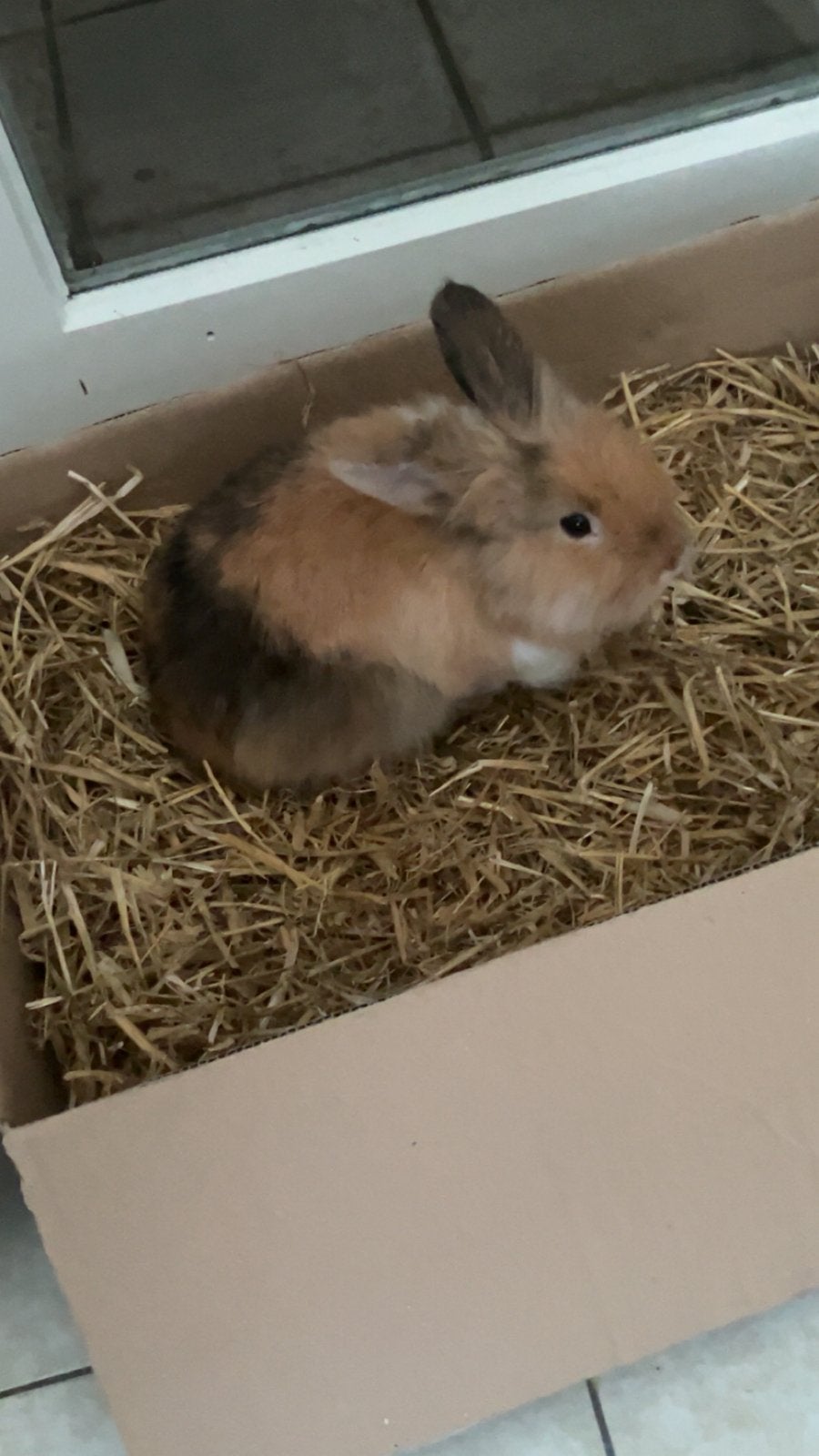 Dwerg konijn, Dieren en Toebehoren, Konijnen, Dwerg