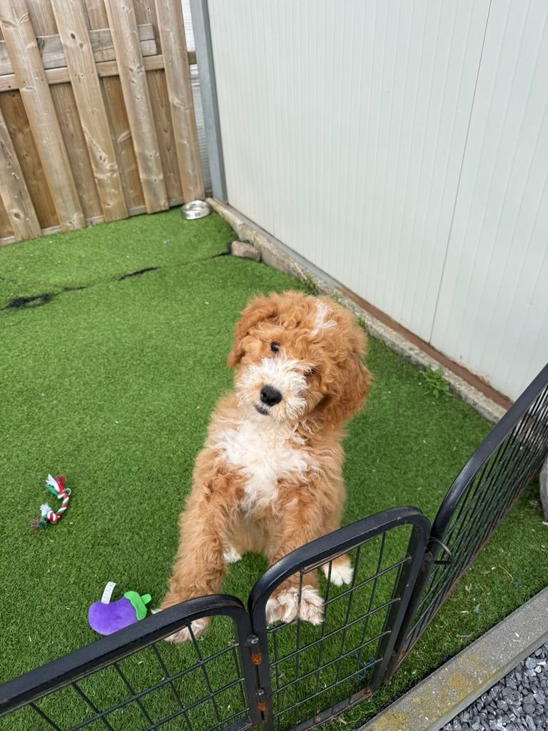 Prachtige mini labradoodle pup, Parvo, België, 8 tot 15 weken, Eén hond
