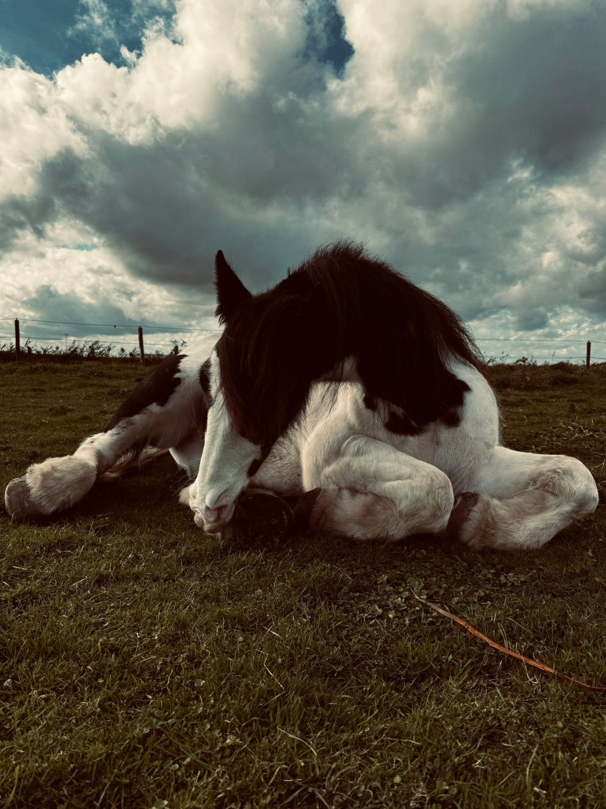 Cheval a vendre/paard te koop, Dieren en Toebehoren, Paarden
