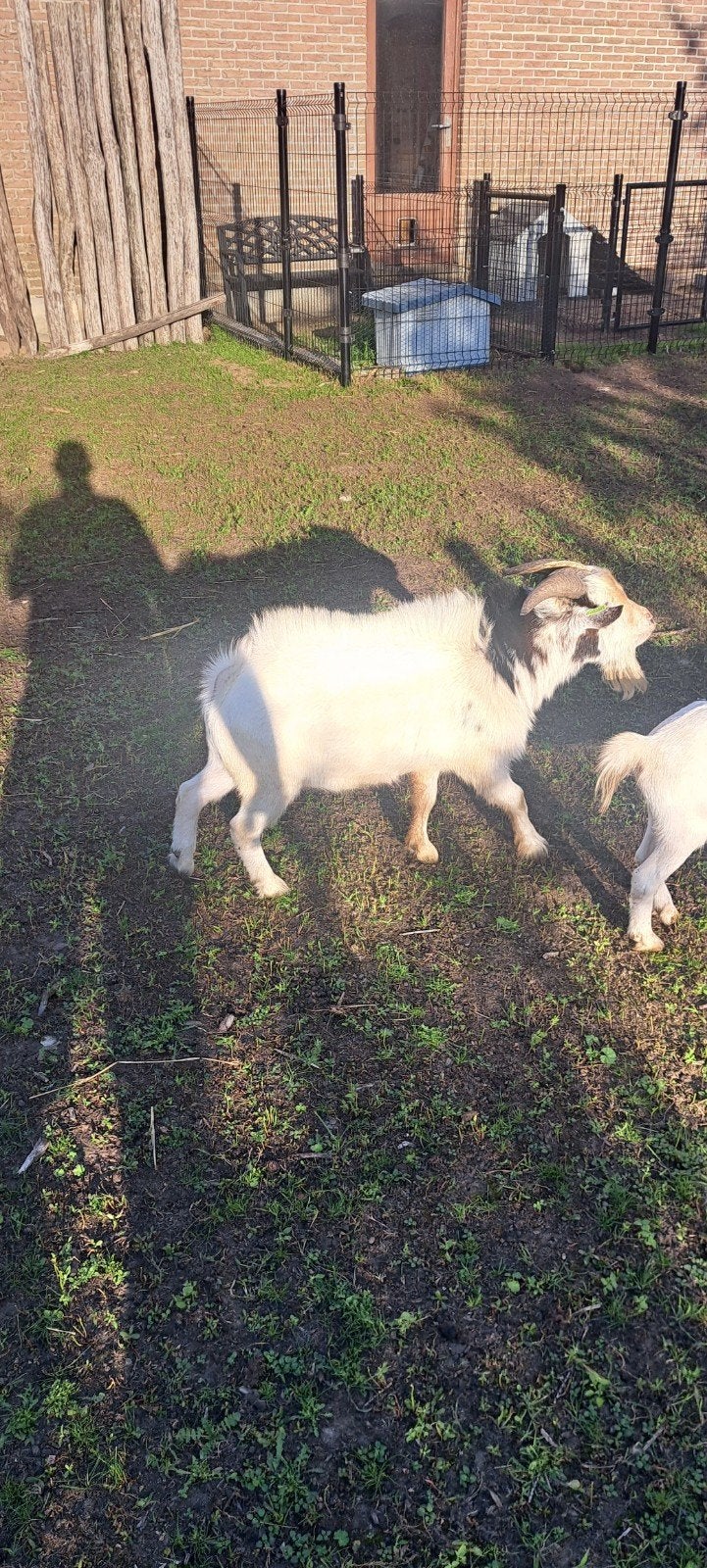 dwergeit bokje, Mâle, Chèvre, 0 à 2 ans