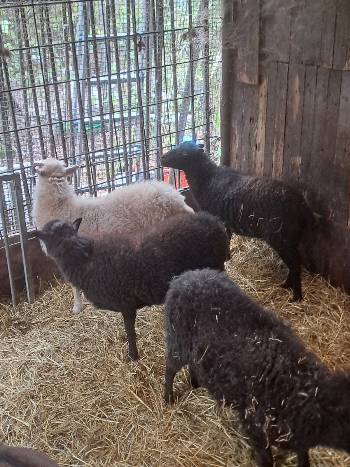 ouessant ooitjes, Dieren en Toebehoren