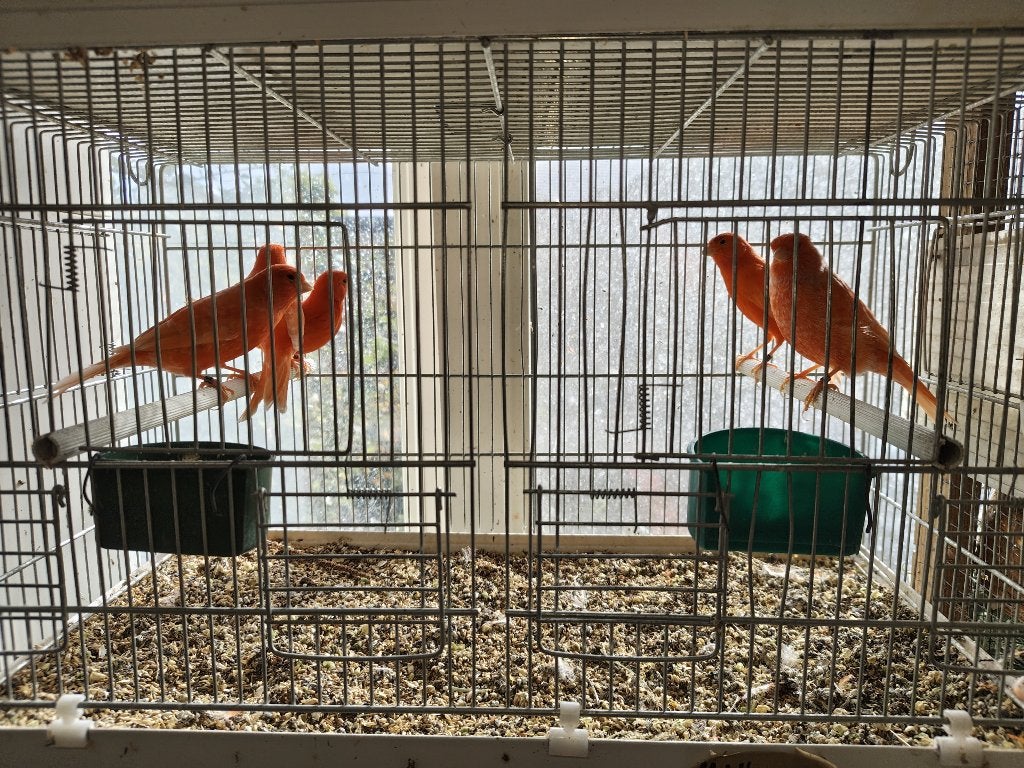 canaris rouges, Animaux & Accessoires, Plusieurs animaux, Canari de couleur