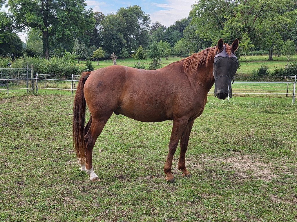 6 jarige vos, Dieren en Toebehoren, Gechipt, Minder dan 160 cm, B, Ruin