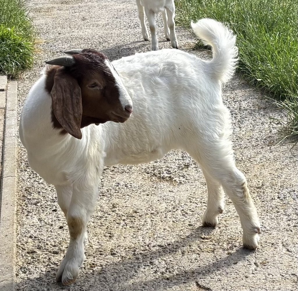 boerbok lam, Dieren en Toebehoren, Schapen, Geiten en Varkens, Geit, Mannelijk, 0 tot 2 jaar