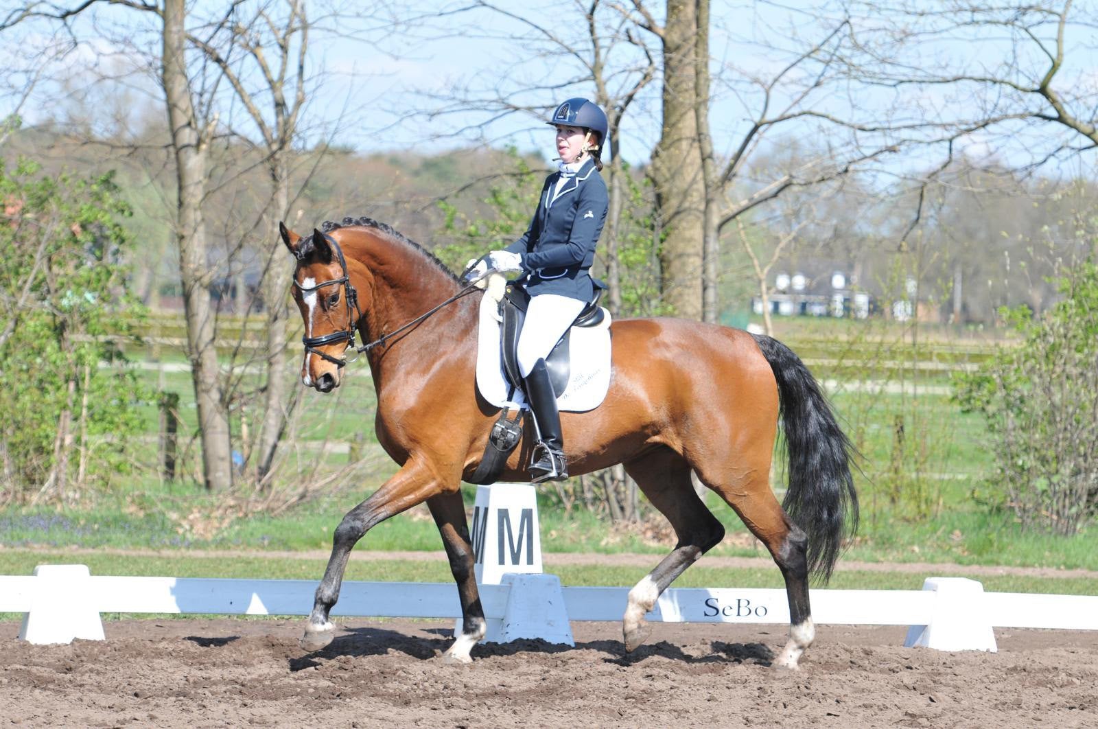 Super brave leermeester / schoolmaster merrie Z1 dressuur, Dieren en Toebehoren, Paarden, Merrie, Dressuurpaard, 11 jaar of ouder