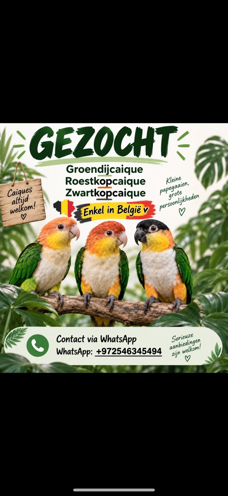 Ik ben op zoek naar alle soorten caiques, alleen volwassen v