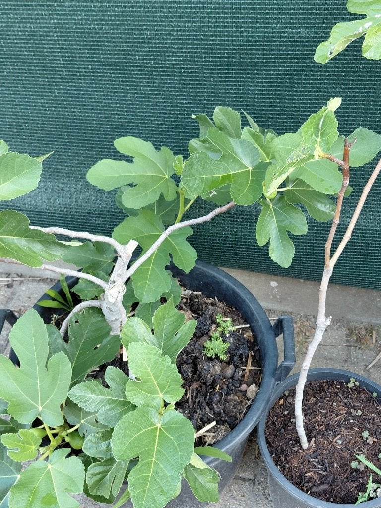 figuier dans un grand pot, Jardin & Terrasse, Plantes | Arbres fruitiers, Figuier, En pot, Plein soleil, Enlèvement