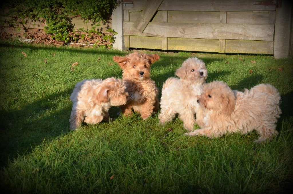 Chiots Maltipoo, 15 semaines à 1 an, Chien (mâle), Maladie de Carré (chiens), Autres races