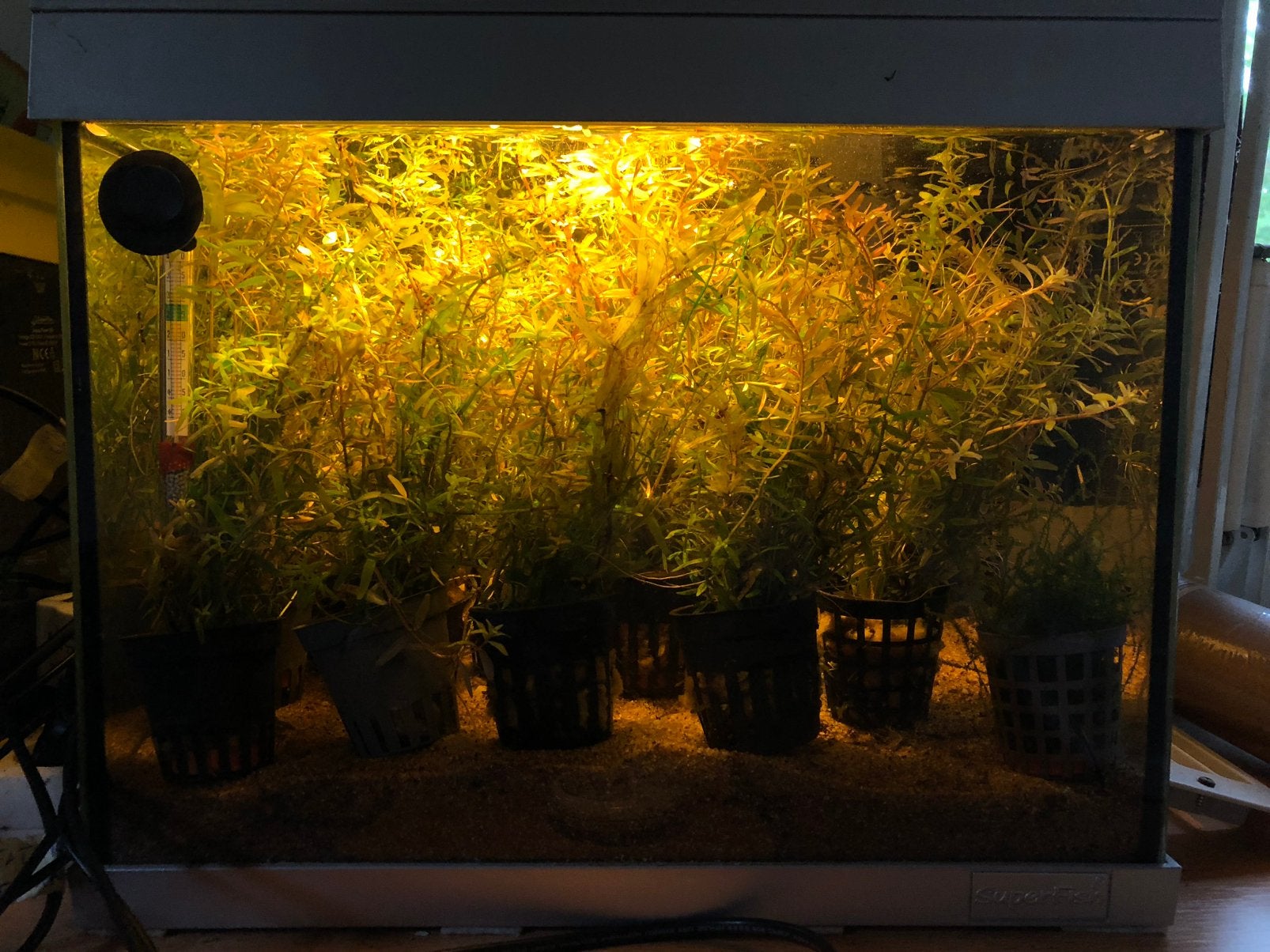 Rotala Indica, Dieren en Toebehoren, Vissen | Aquaria en Toebehoren, Ophalen of Verzenden