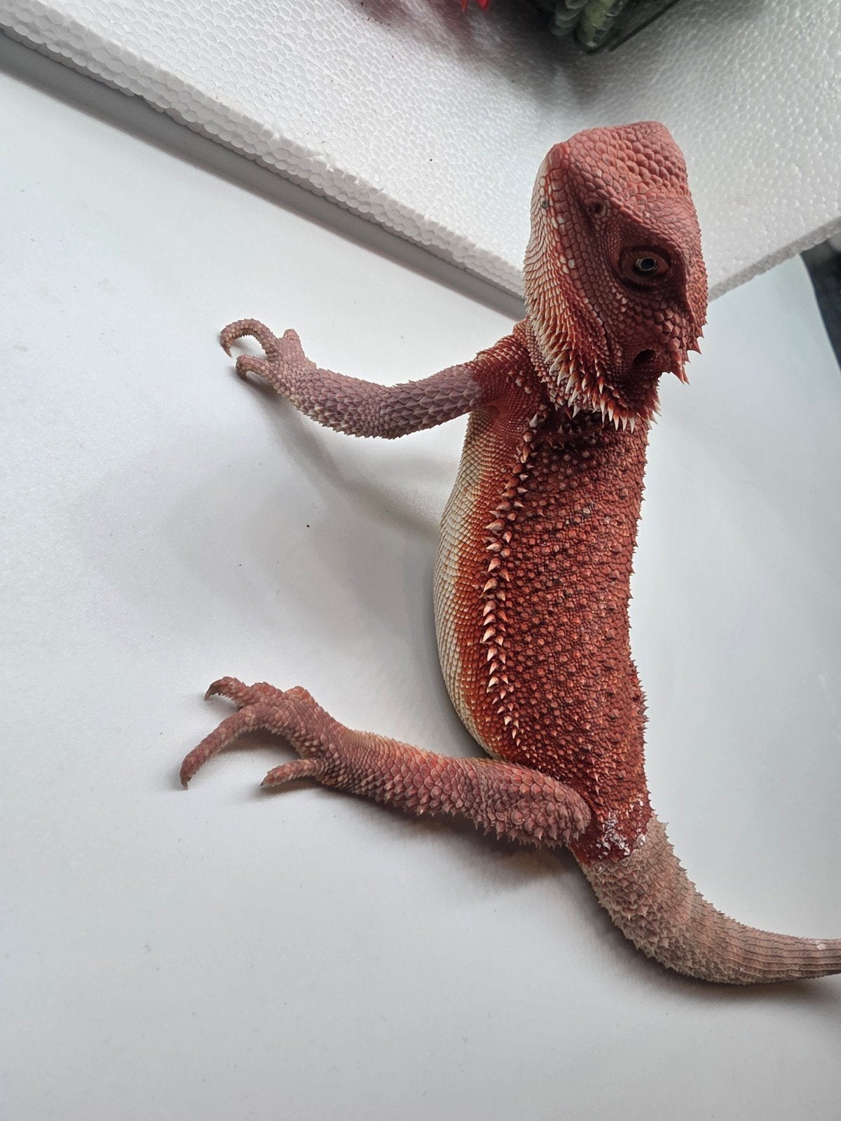 red monster, hypo, man, Dieren en Toebehoren