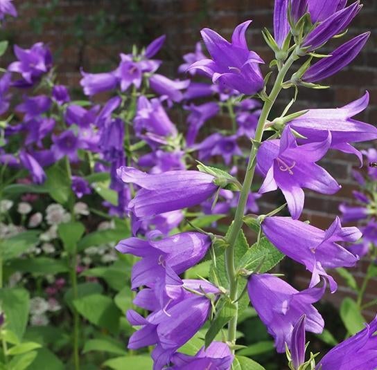 Campanula latifolia, Tuin en Terras, Vaste plant, Halfschaduw, Zomer, Ophalen