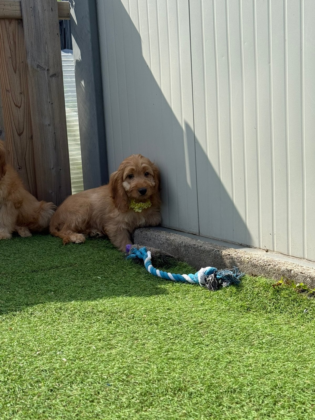 Lieve cockapoo pups, Dieren en Toebehoren, België, 15 weken tot 1 jaar, Overige rassen, CDV (hondenziekte)