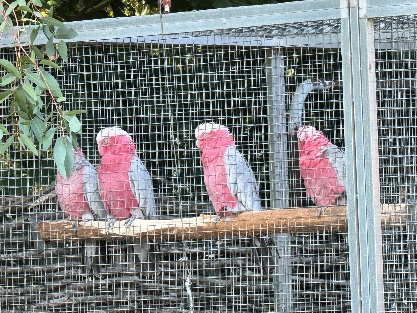 2 kaketoes, Dieren en Toebehoren