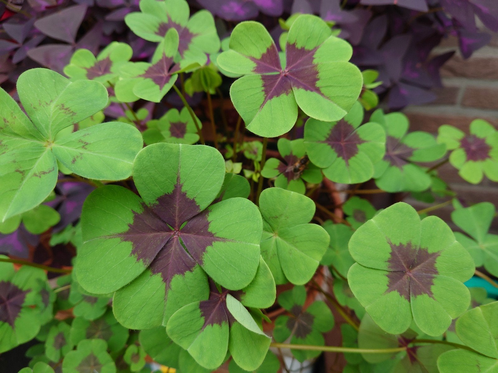 Croix de fer Oxalis Deppei 0,25€ par tubercule, Jardin & Terrasse, Bulbes & Semences, Enlèvement ou Envoi