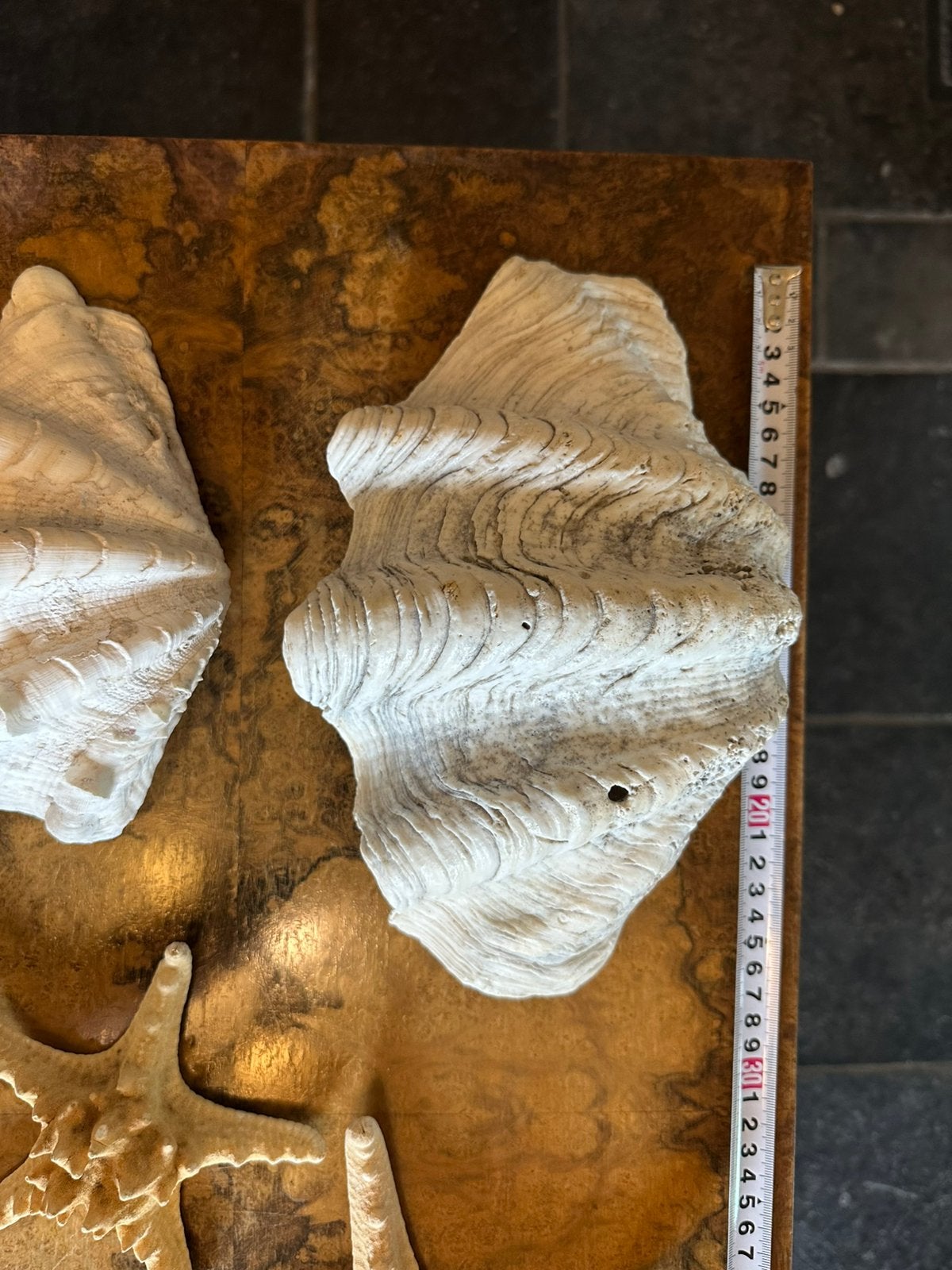 Seashells Collections Aquariumvakanties Sea Deco, Ophalen, Schelp(en)