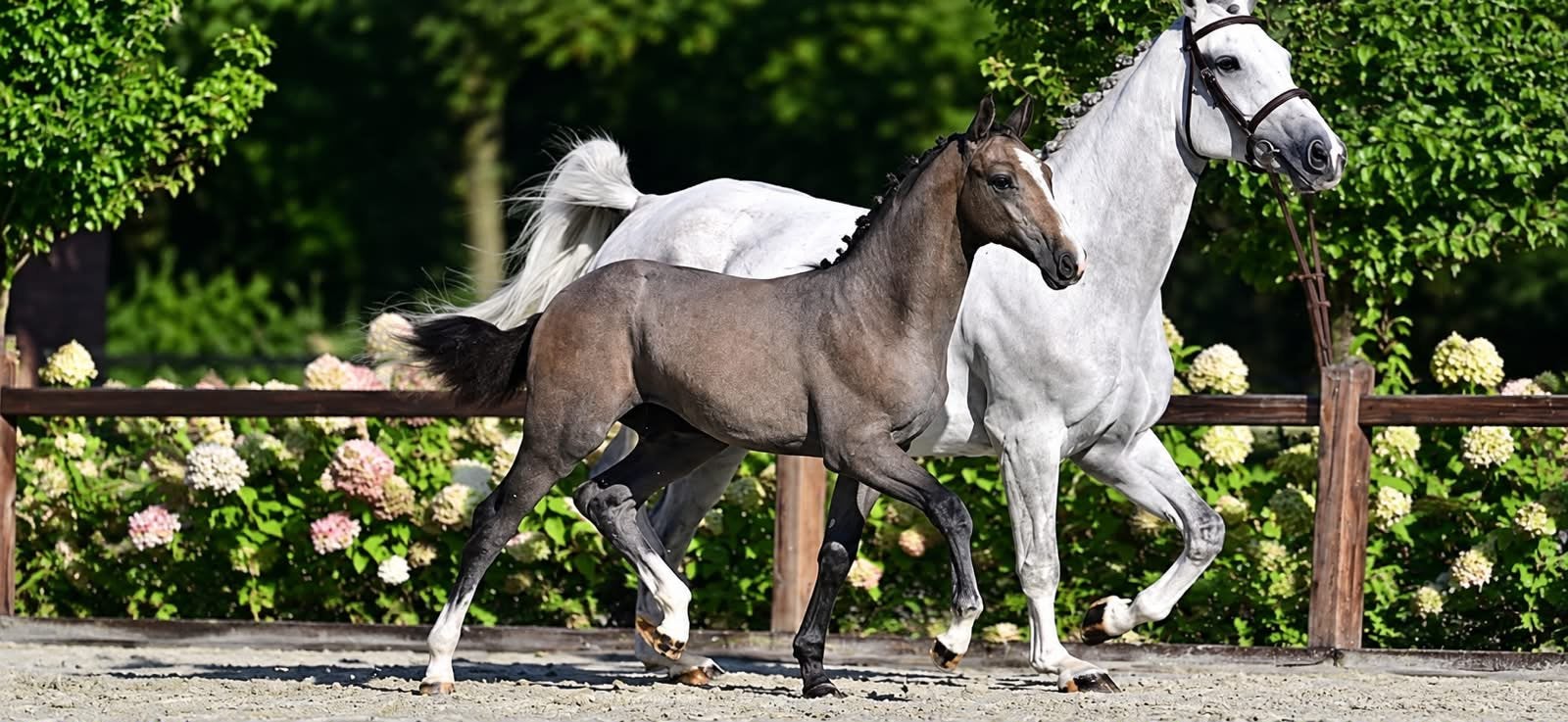 Springveulen, Hengst, Onbeleerd, Springpaard, 0 tot 2 jaar