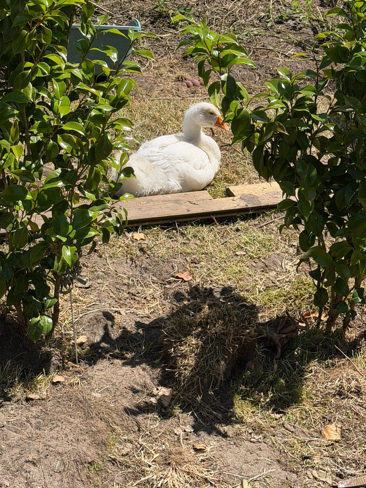 Witte ganzen, Dieren en Toebehoren, Pluimvee, Meerdere dieren, Gans of Zwaan