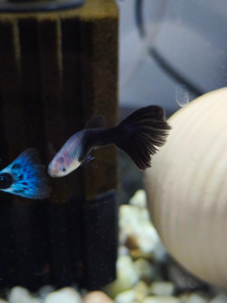 Fancy” guppies te koop — Luik (Outremeuse) 30pc/50E, Ophalen of Verzenden