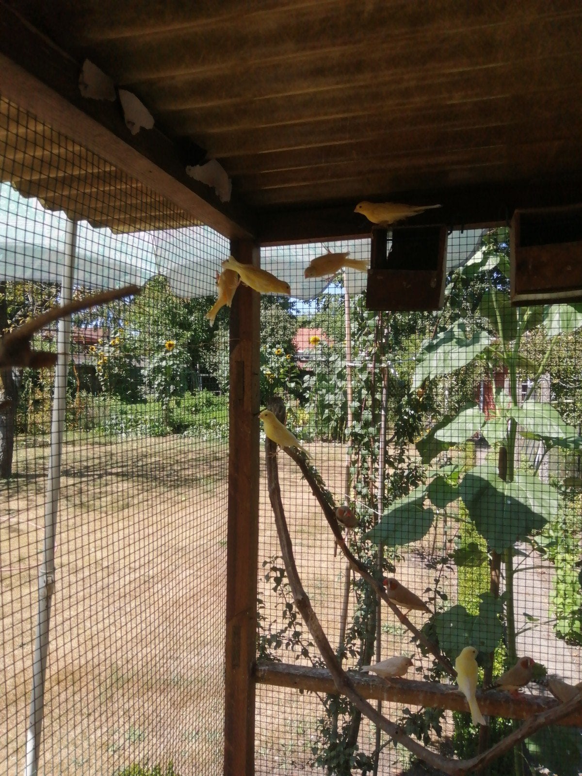 kanaries 2026, Dieren en Toebehoren