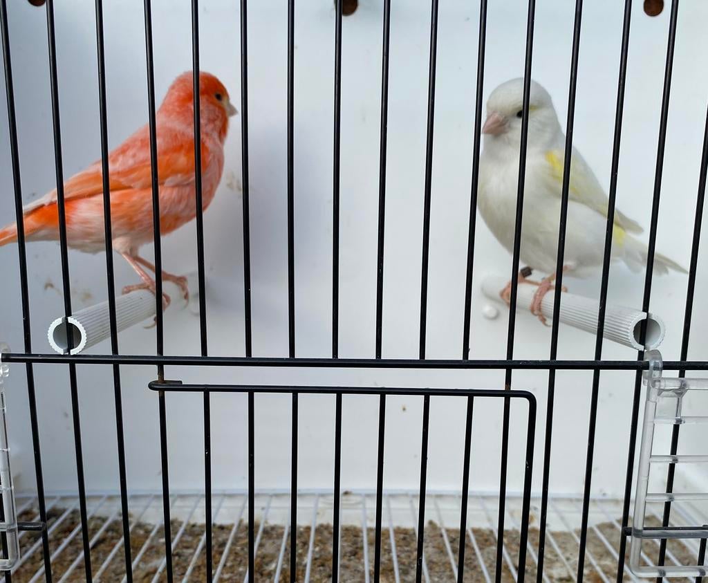 Kanaries, koppel, 2025, Meerdere dieren, Kleurkanarie