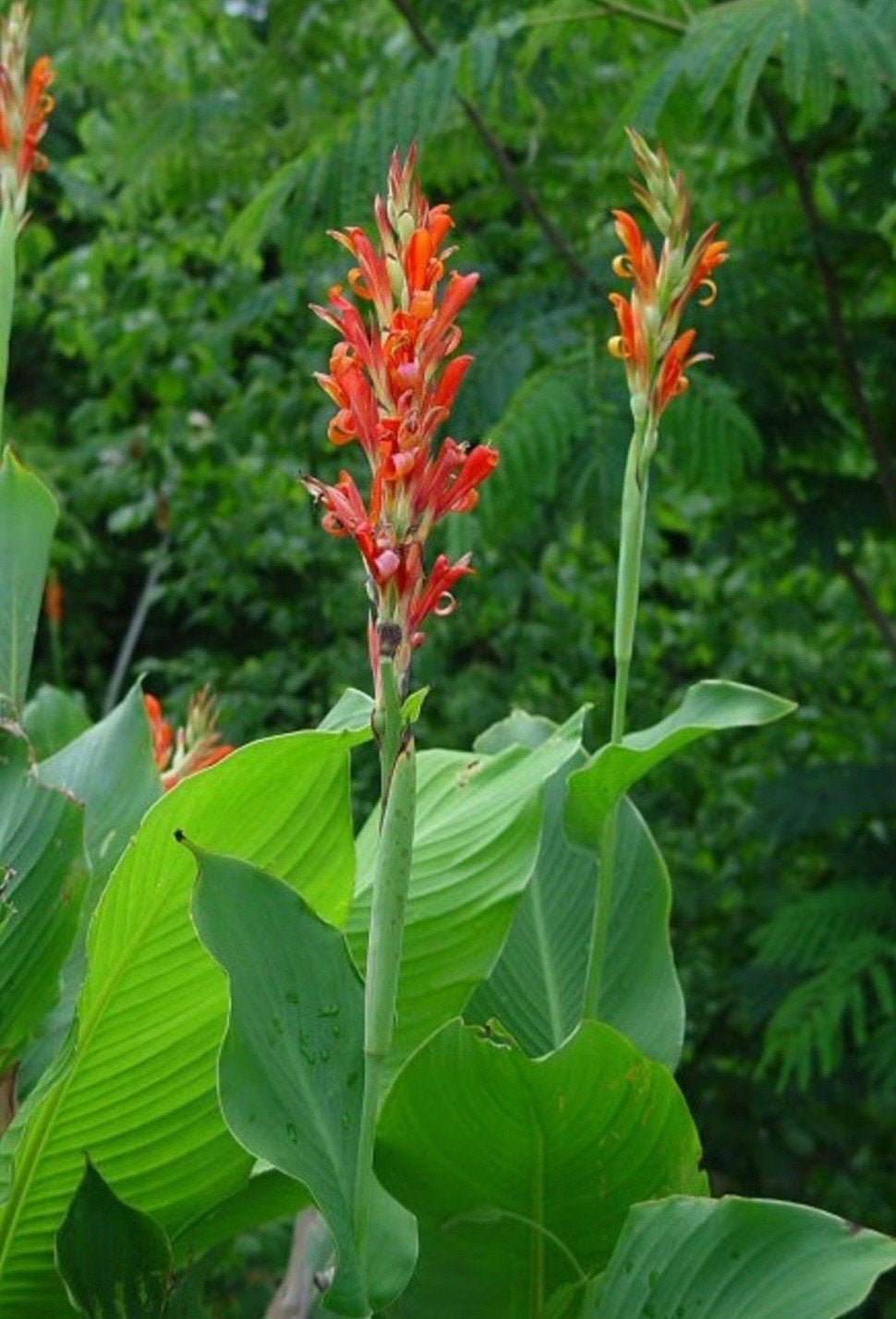Canna, Tuin en Terras, Bloembollen en Zaden, Ophalen