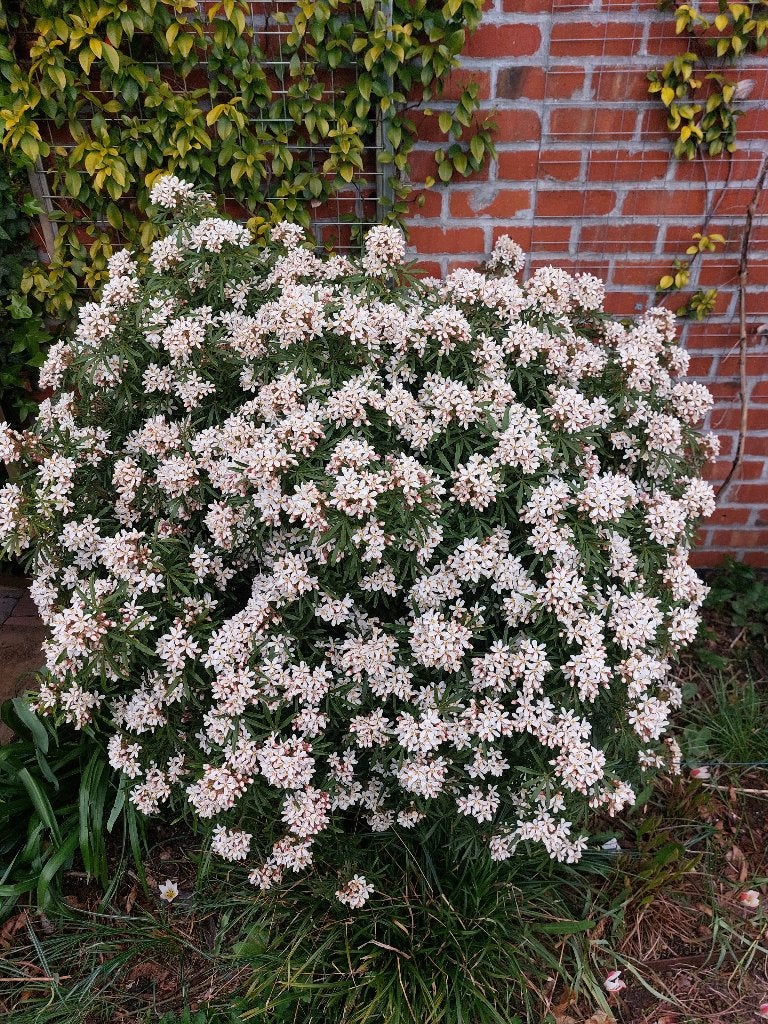 3 Choisy ternata 'White Dazzler', Tuin en Terras, Ophalen, Overige soorten, Struik, Minder dan 100 cm