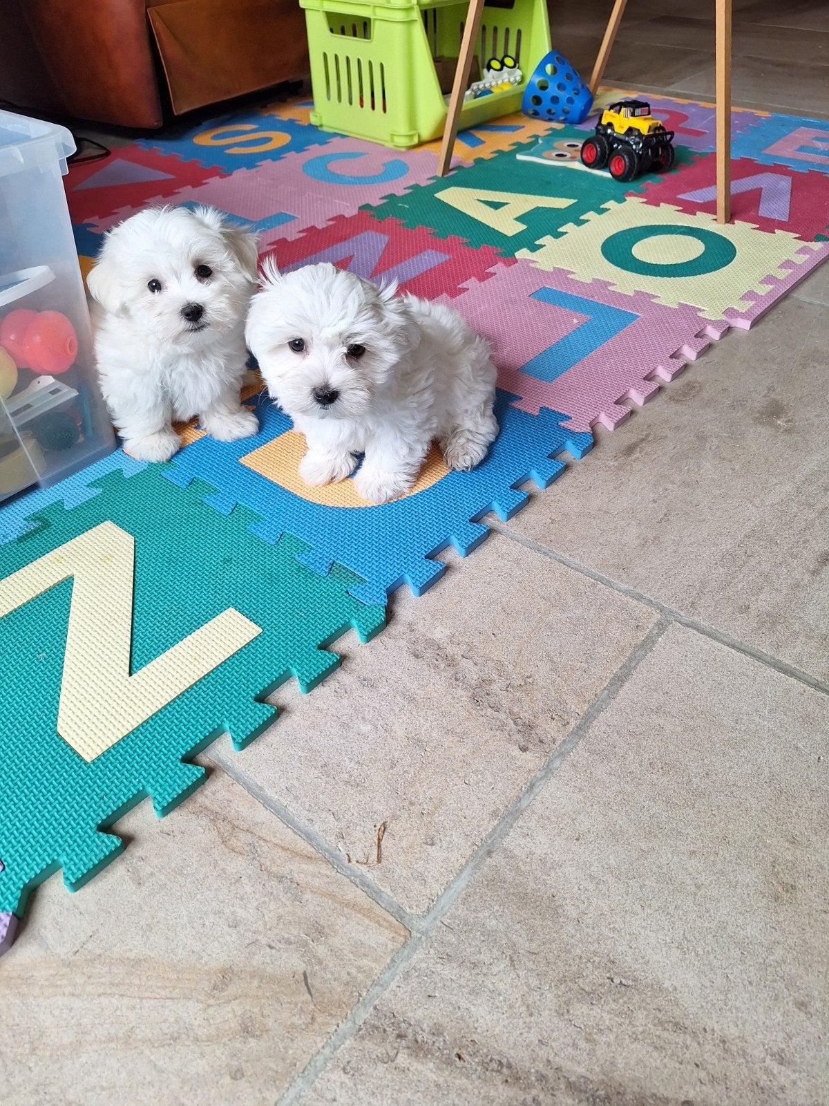 Maltezer pups, Maladie de Carré (chiens), Belgique, Bichon maltais, Plusieurs