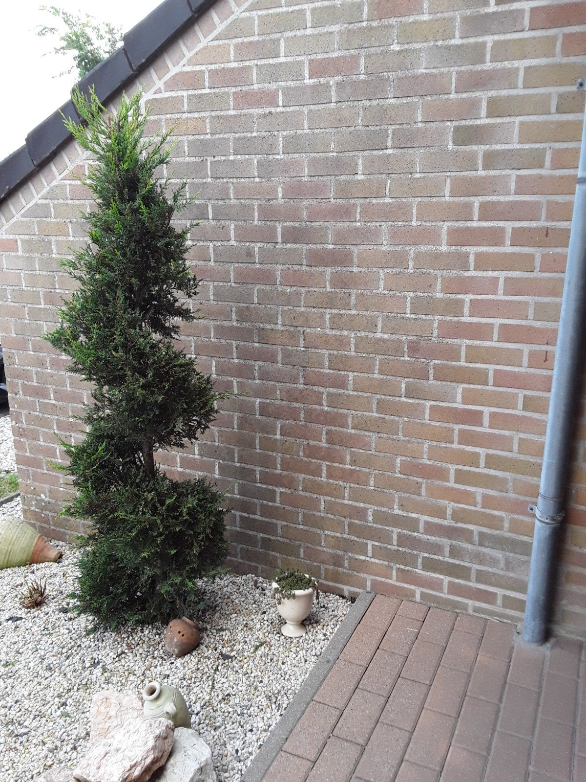 Spiraalboom  35euro, Tuin en Terras, Planten | Bomen, Ophalen