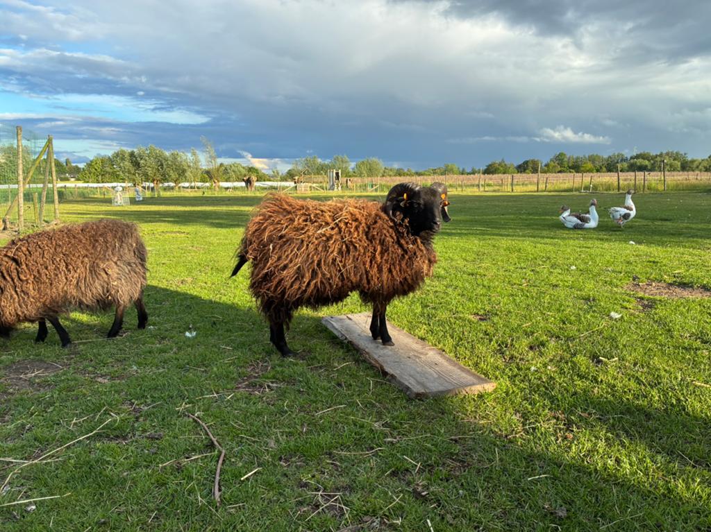 Ouessant ram, Dieren en Toebehoren, Schapen, Geiten en Varkens, Mannelijk, Schaap, 0 tot 2 jaar