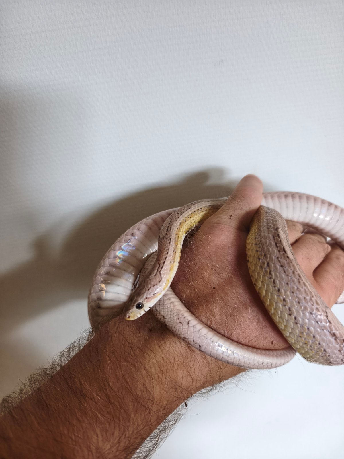 korenslangen tekoop of te ruil tegen boa of andere kleur kor Ball Python photo 2