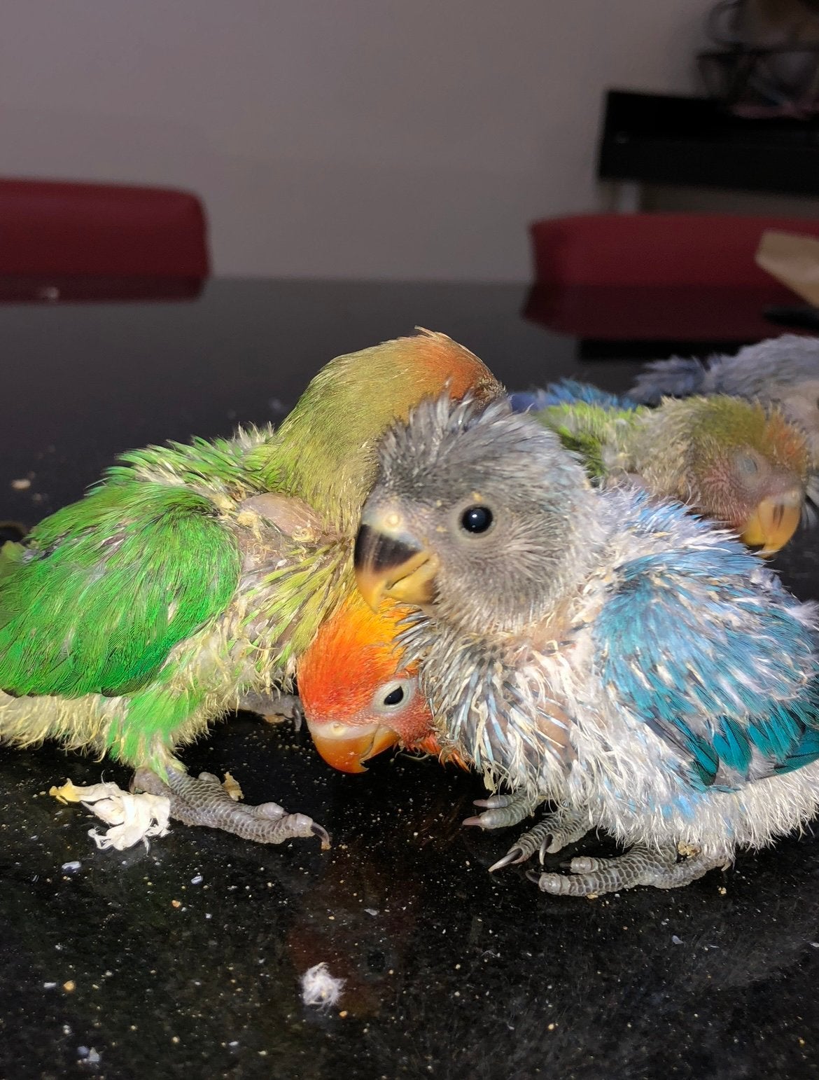 Baby dwergpapegaaien, Geslacht onbekend, Dwergpapegaai of Agapornis, Tam