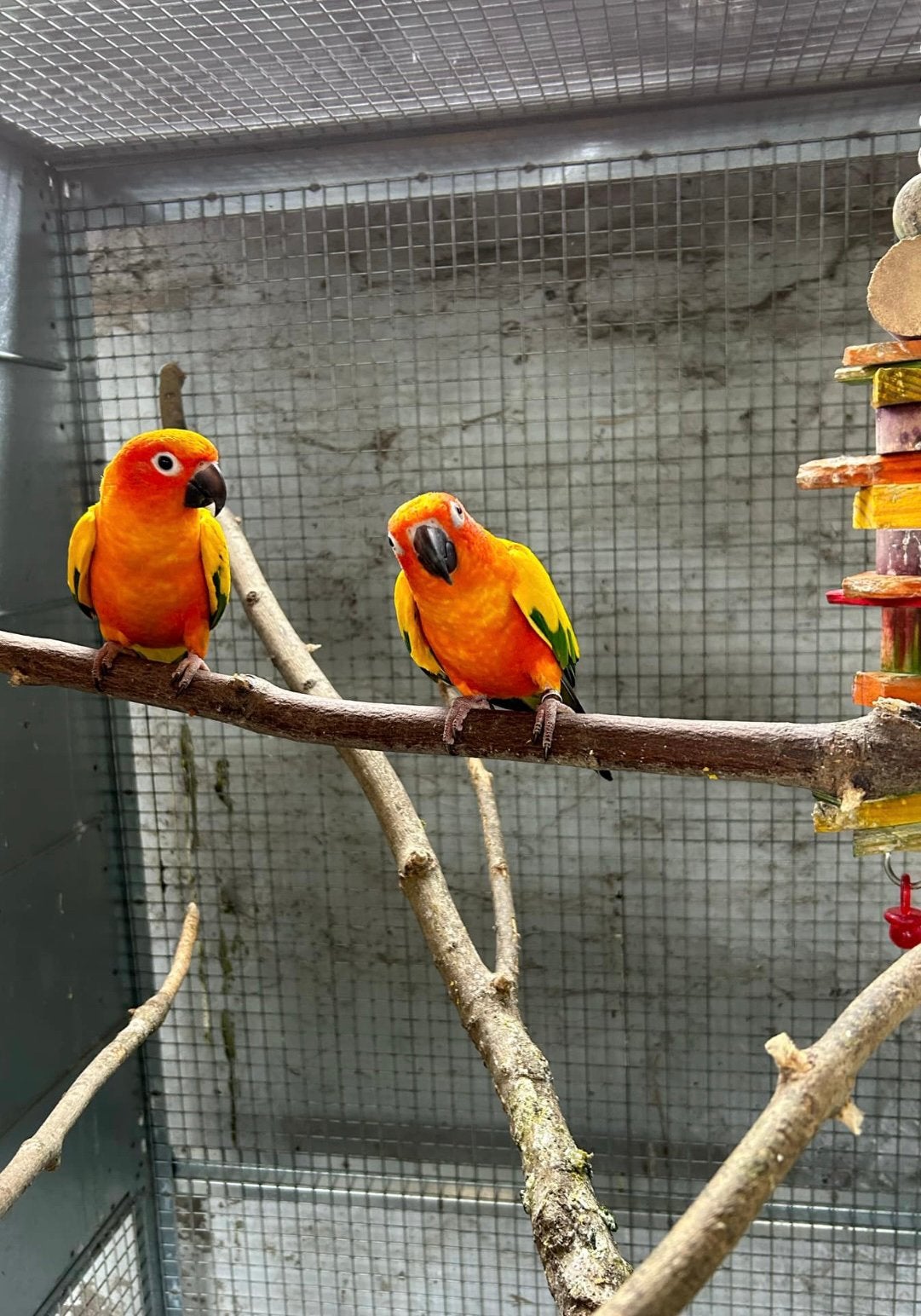 Conure soleil, Animaux & Accessoires