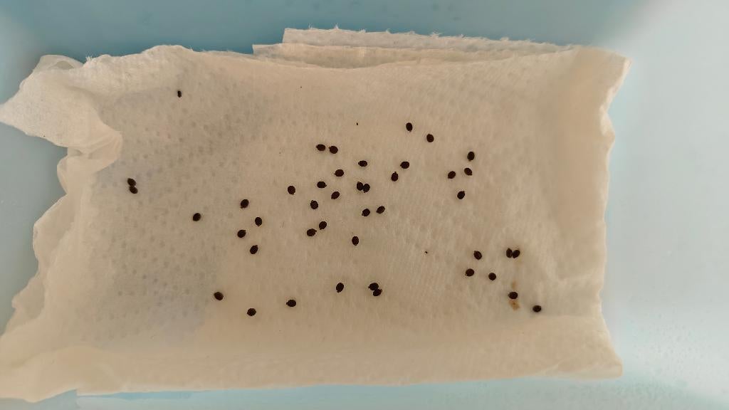 Indische Wandelende tak (Carausius morosus) eitjes, Phasme