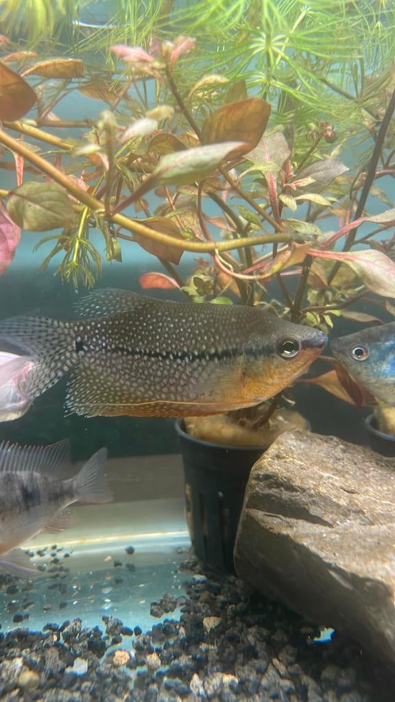 Diamant gourami, Vis, Zoetwatervis