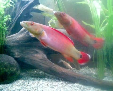 Crenicichla xingu 1, Animaux & Accessoires