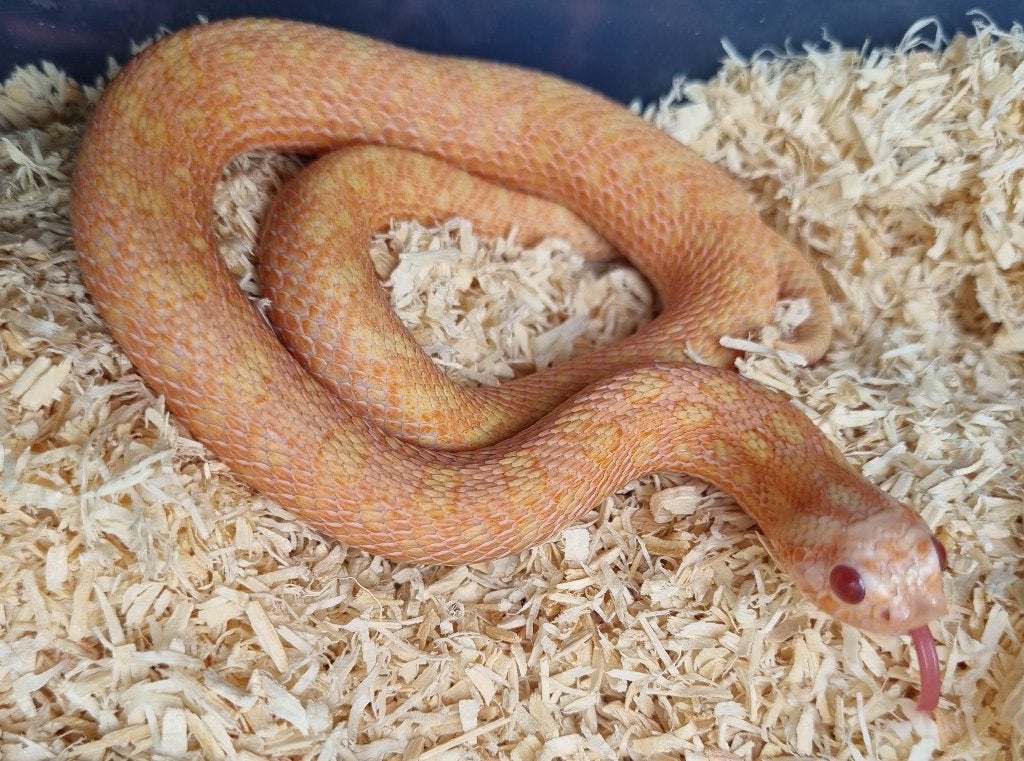 1.1 haakneus koppel sable / sunburst arctic