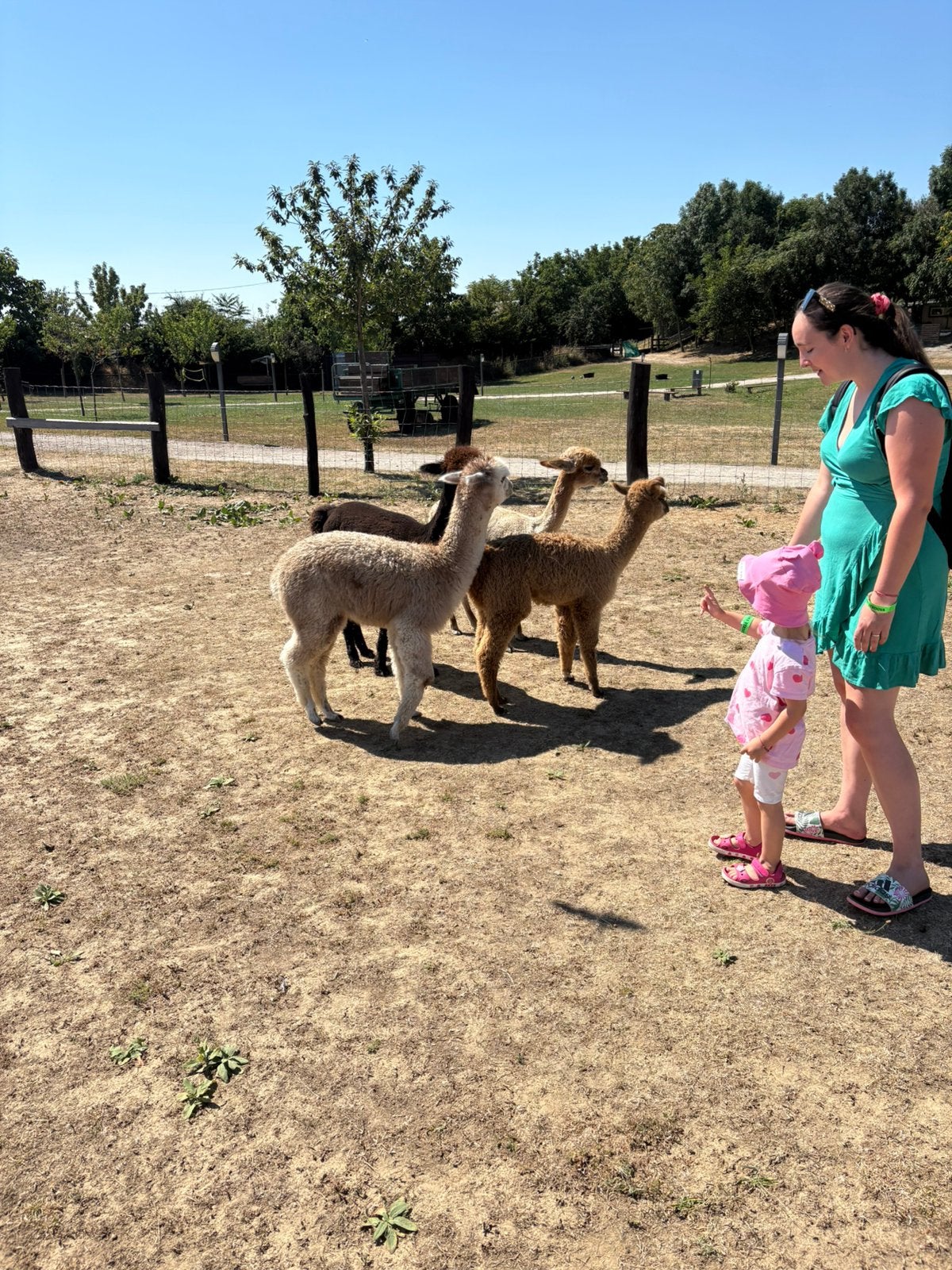 Gezocht : dieren voor startende kinderboerderij, Dieren en Toebehoren, April, Meerdere dieren