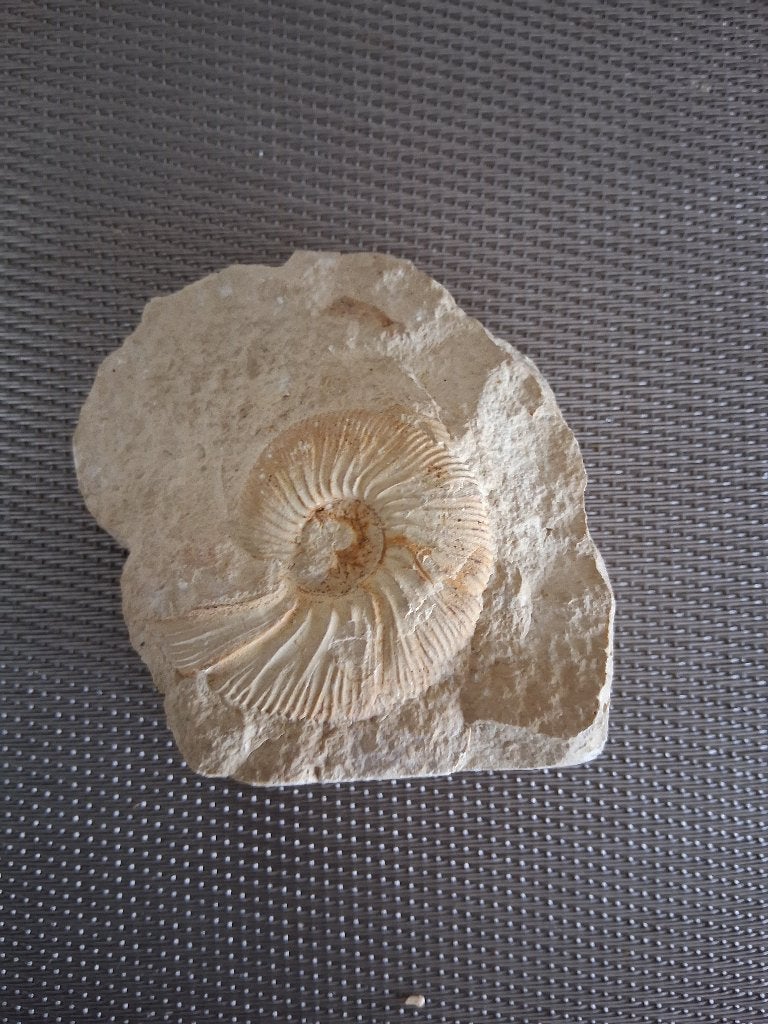 AMMONIET, Verzamelen, Ophalen of Verzenden, Fossiel