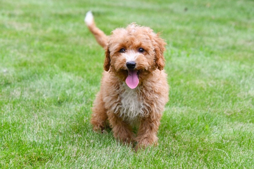 Chiots Maltipoo à vendre, 15 semaines à 1 an, Autres races, Plusieurs animaux, Éleveur | Professionnel