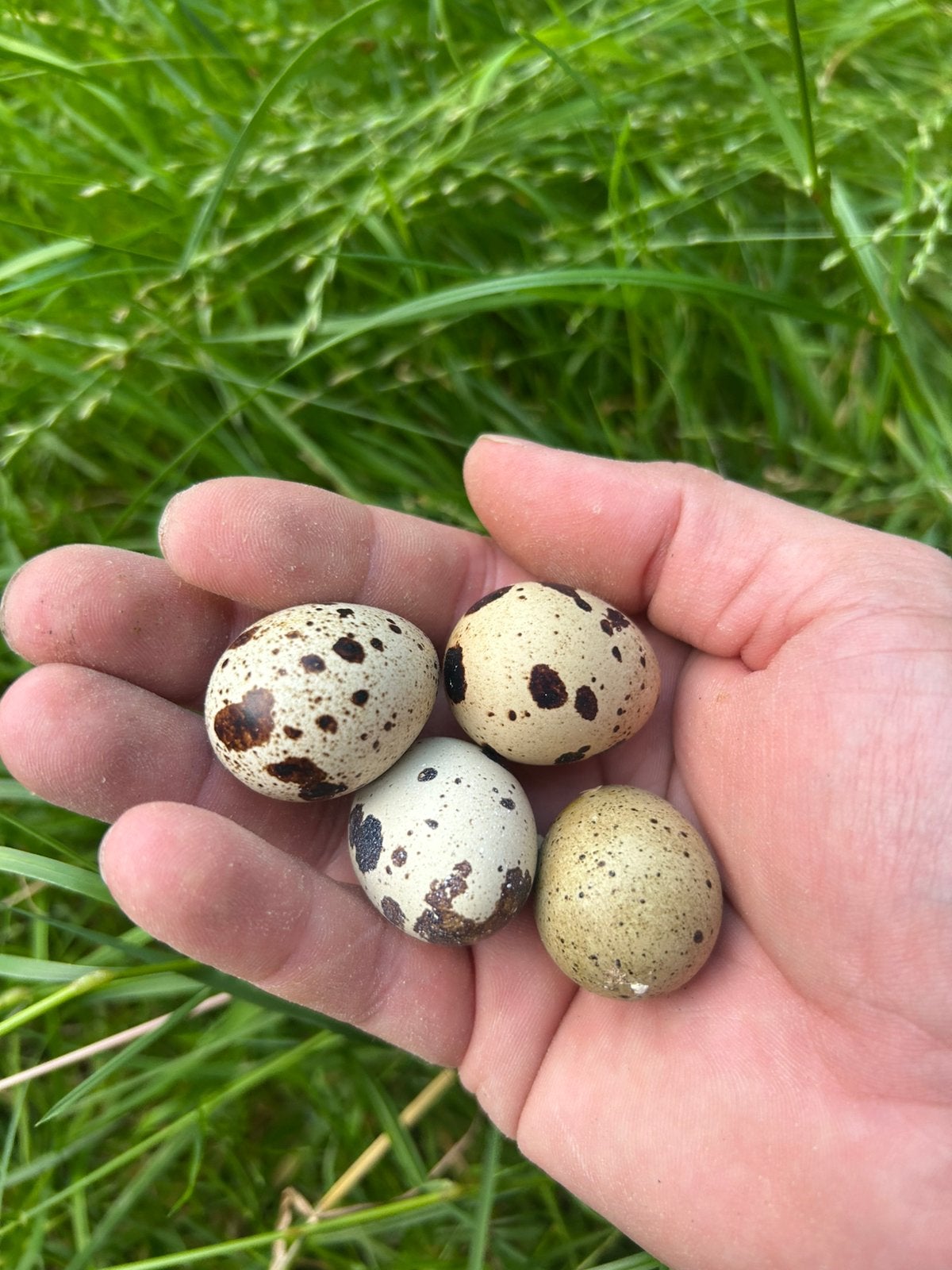 Broedeitjes kwartels te koop, Autres espèces