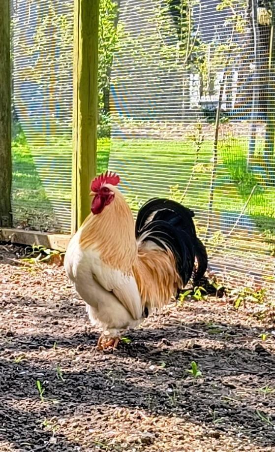 Hanen Kriel Chabo/Cochin gratis, Dieren en Toebehoren